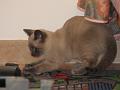 2007-03 Saphir 009